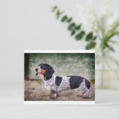 Piebald dachshund briefkaart (Staand voorkant)