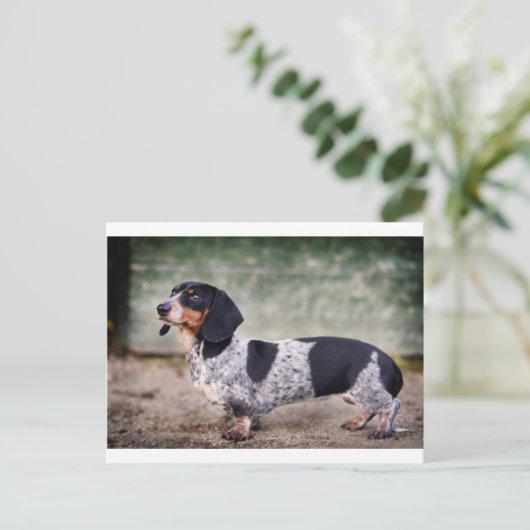 Piebald dachshund briefkaart (Staand voorkant)
