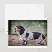 Piebald dachshund briefkaart (Voorkant / Achterkant)