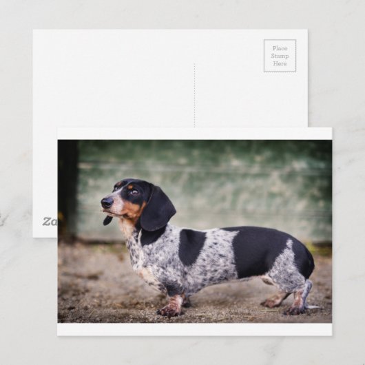 Piebald dachshund briefkaart (Voorkant / Achterkant)