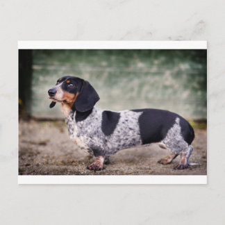 Piebald dachshund briefkaart
