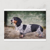Piebald dachshund briefkaart (Voorkant)