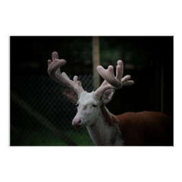 Piebald Deer Perfect Poster
