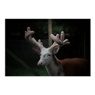 Piebald Deer Perfect Poster