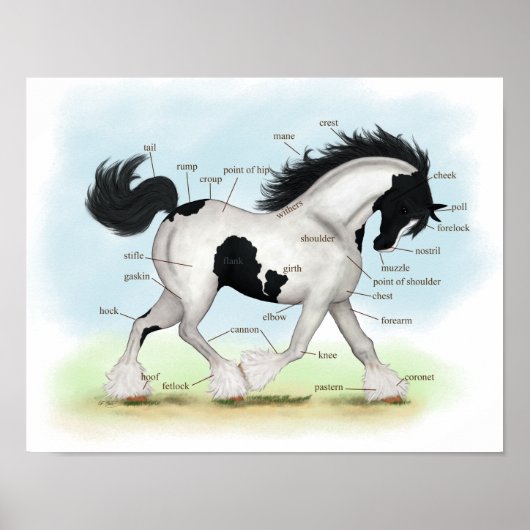 Piebald Gypsy Horse Equestrian Anatomy Poster (Voorkant)