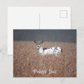 Piebald Herten Foto Briefkaart (Voorkant / Achterkant)