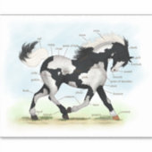 Piebald Overo Pinto Paard Ruitersport Anatomie Gra Sticker (Voorkant)