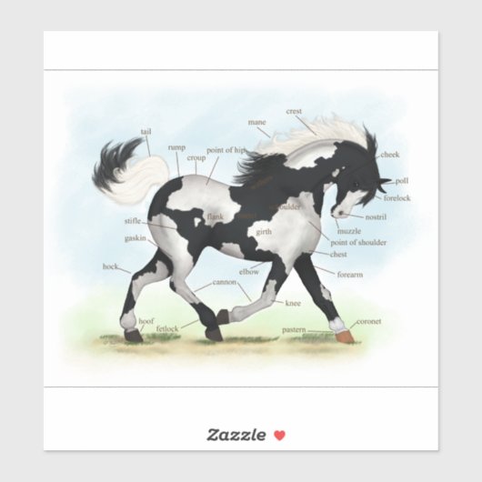 Piebald Overo Pinto Paard Ruitersport Anatomie Gra Sticker (Vel)