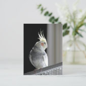 Pied Cockatiel Briefkaart (Staand voorkant)