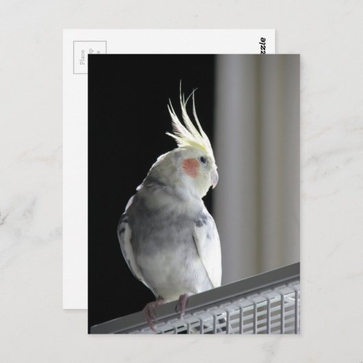 Pied Cockatiel Briefkaart (Voorkant / Achterkant)