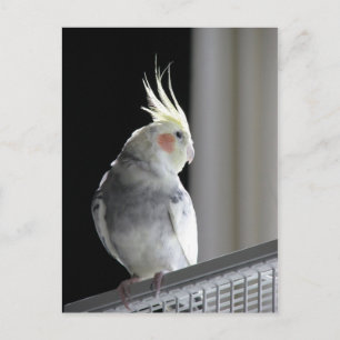 Pied Cockatiel Briefkaart