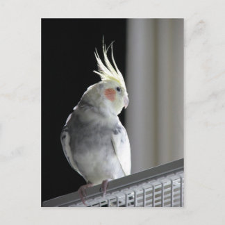 Pied Cockatiel Briefkaart