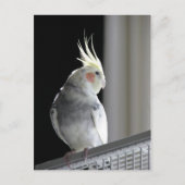 Pied Cockatiel Briefkaart (Voorkant)