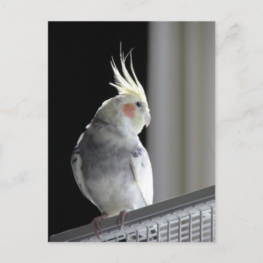 Pied Cockatiel Briefkaart (Voorkant)