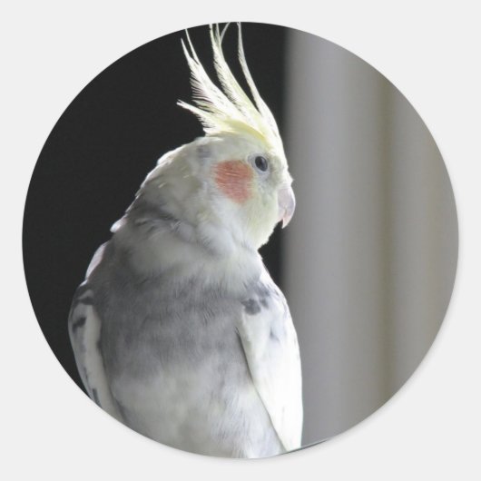Pied Cockatiel Ronde Sticker (Voorkant)