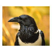 Pied Crow 24x20 Kodak Professional Photo (Satin) Foto Afdruk (Voorkant)