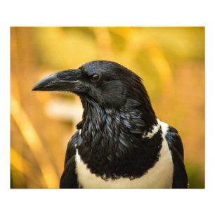 Pied Crow 24x20 Kodak Professional Photo (Satin) Foto Afdruk