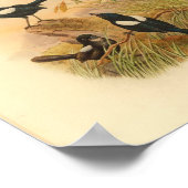 Pied Malurus Black Fairywren Bird  Print (Hoek)
