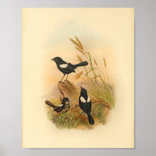 Pied Malurus Black Fairywren Bird  Print (Voorkant)