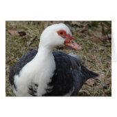 Pied Muscovy Hen (Voorkant Horizontaal)