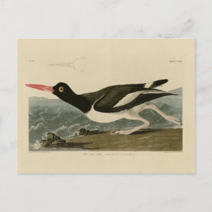 Pied oyster-catcher - Audubon's Birds of America Briefkaart