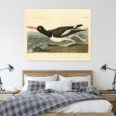 Pied oyster-catcher - Audubon's Birds of America Canvas Afdruk (Insitu (Slaapkamer))