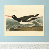 Pied oyster-catcher - Audubon's Birds of America Canvas Afdruk (Insitu (Houten vloer))