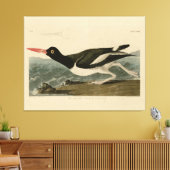 Pied oyster-catcher - Audubon's Birds of America Canvas Afdruk (Insitu (Woonkamer))