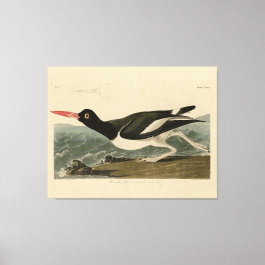 Pied oyster-catcher - Audubon's Birds of America Canvas Afdruk (Voorkant)