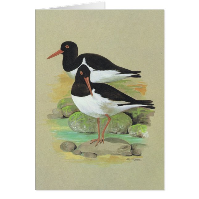 Pied Oystercatcher - Haematopus ostralegus (Voorkant)