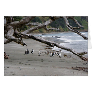 Pied Shags op het strand