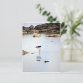 Pied Stilt Briefkaart (Staand voorkant)