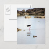 Pied Stilt Briefkaart (Voorkant / Achterkant)