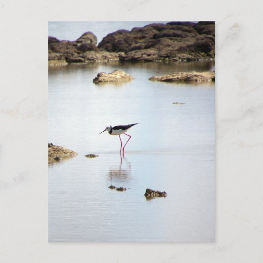 Pied Stilt Briefkaart (Voorkant)