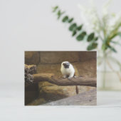 Pied Tamarin # 2 Briefkaart (Staand voorkant)