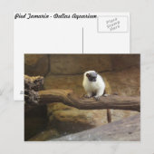 Pied Tamarin # 2 Briefkaart (Voorkant / Achterkant)