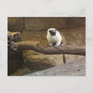 Pied Tamarin # 2 Briefkaart