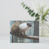 Pied Tamarin-Briefkaart Feestdagenkaart (Staand voorkant)