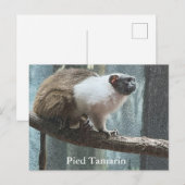 Pied Tamarin-Briefkaart Feestdagenkaart (Voorkant / Achterkant)