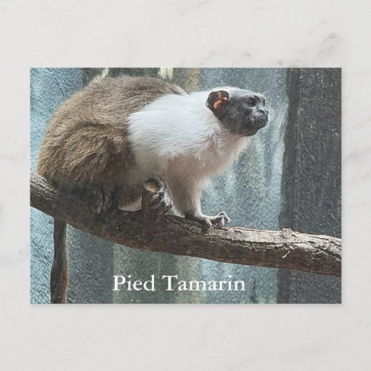 Pied Tamarin-Briefkaart Feestdagenkaart (Voorkant)
