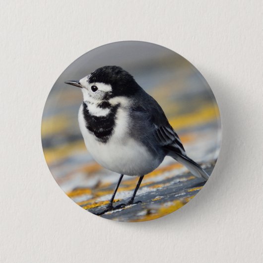 Pied Wagtail Badge Ronde Button 5,7 Cm (Voorkant)