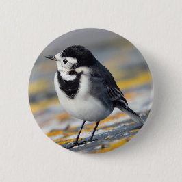 Pied Wagtail Badge Ronde Button 5,7 Cm