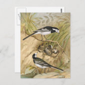 Pied Wagtail  Bird Illustration Briefkaart (Voorkant / Achterkant)
