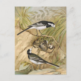 Pied Wagtail Bird Illustration Briefkaart