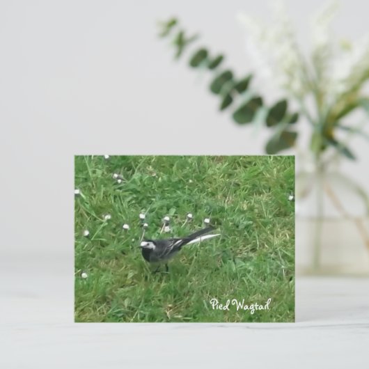 Pied Wagtail Briefkaart (Staand voorkant)