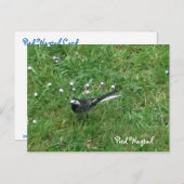 Pied Wagtail Briefkaart (Voorkant / Achterkant)