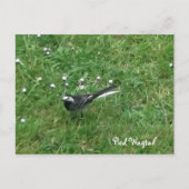 Pied Wagtail Briefkaart (Voorkant)