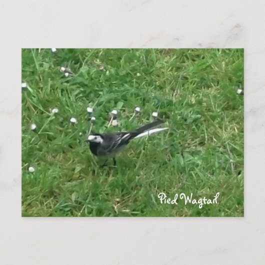 Pied Wagtail Briefkaart (Voorkant)