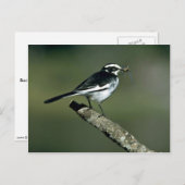 Pied Wagtail Briefkaart (Voorkant / Achterkant)