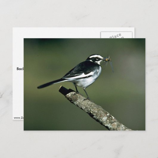 Pied Wagtail Briefkaart (Voorkant / Achterkant)